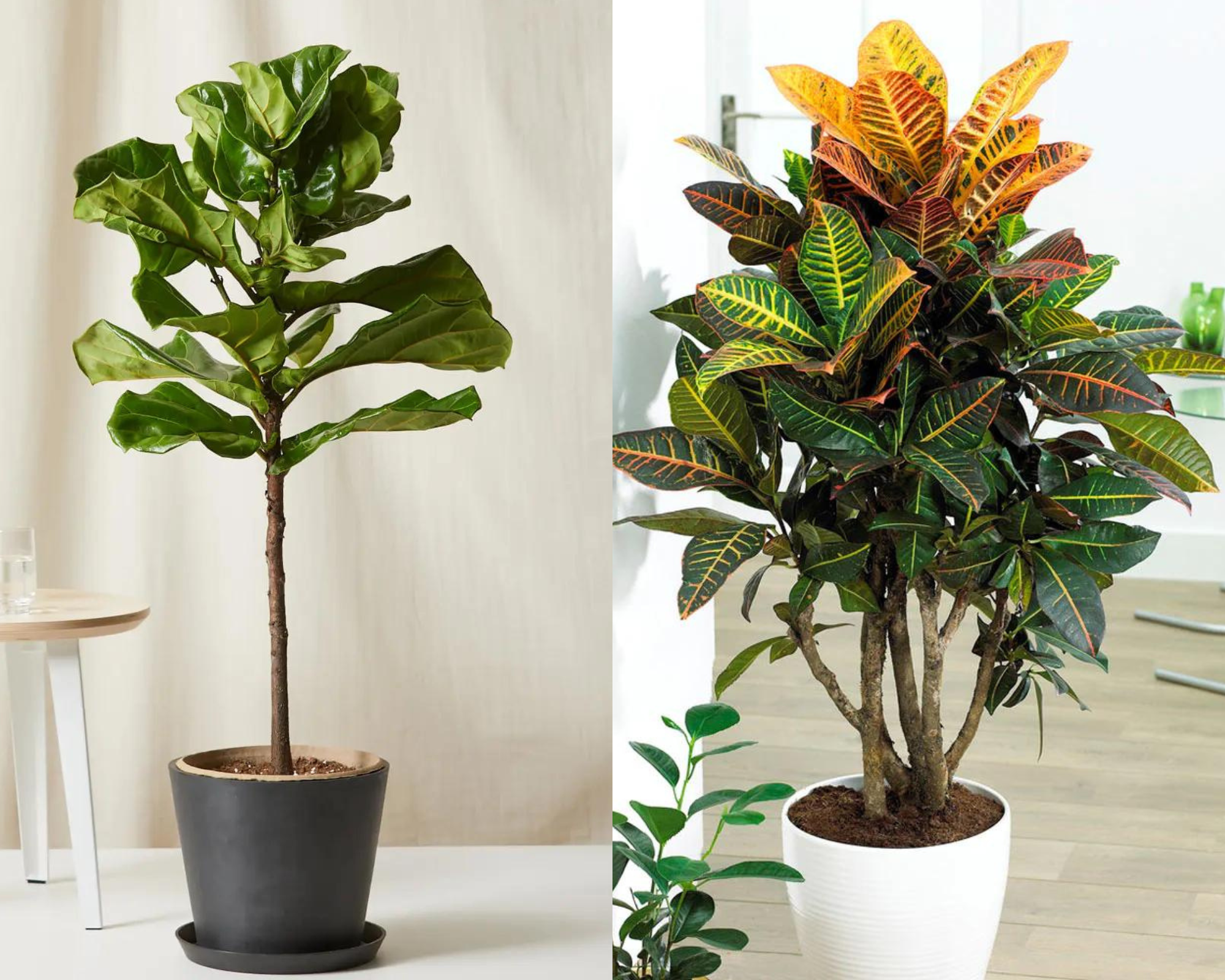LowMedium Light plants (1)