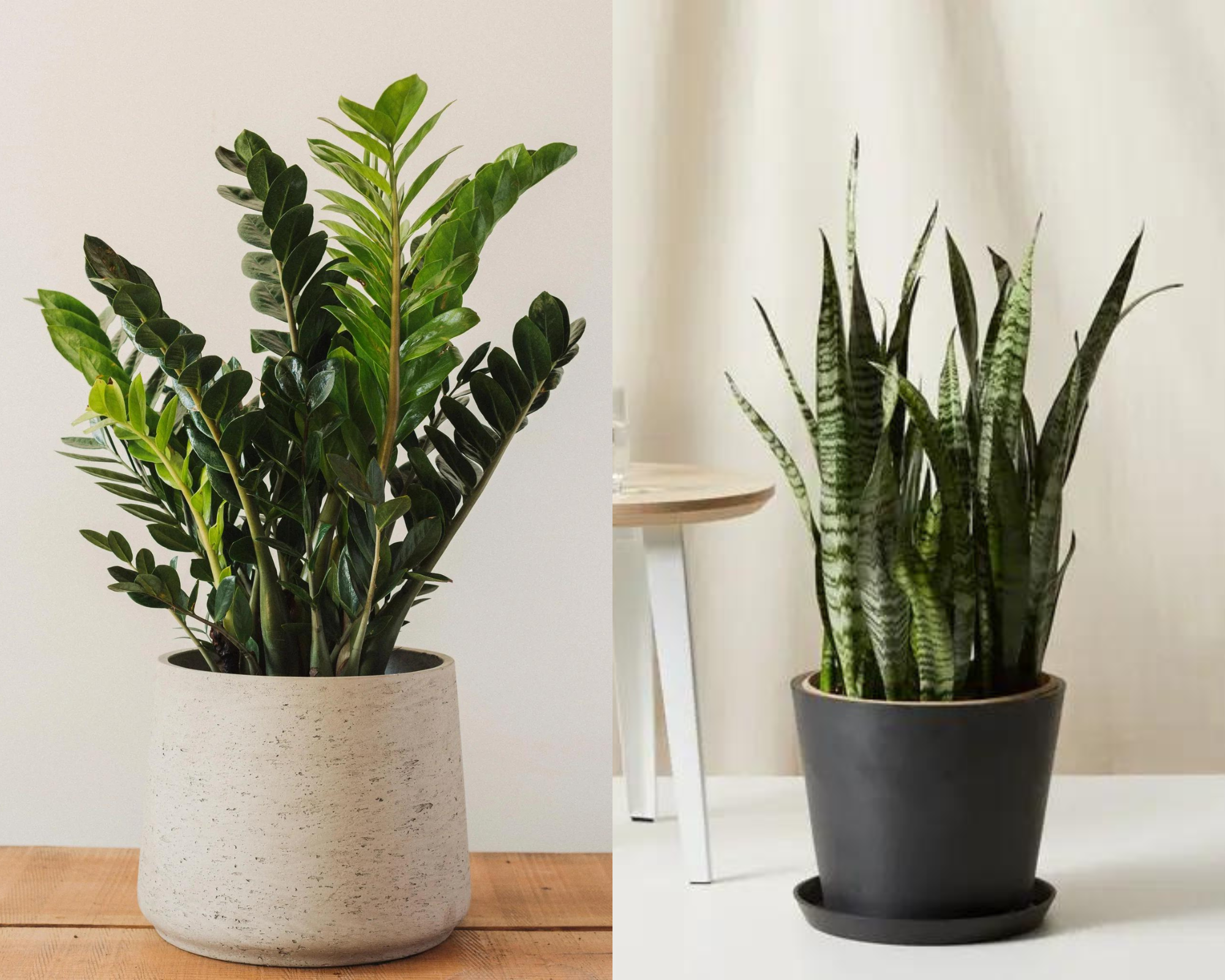 LowMedium Light plants